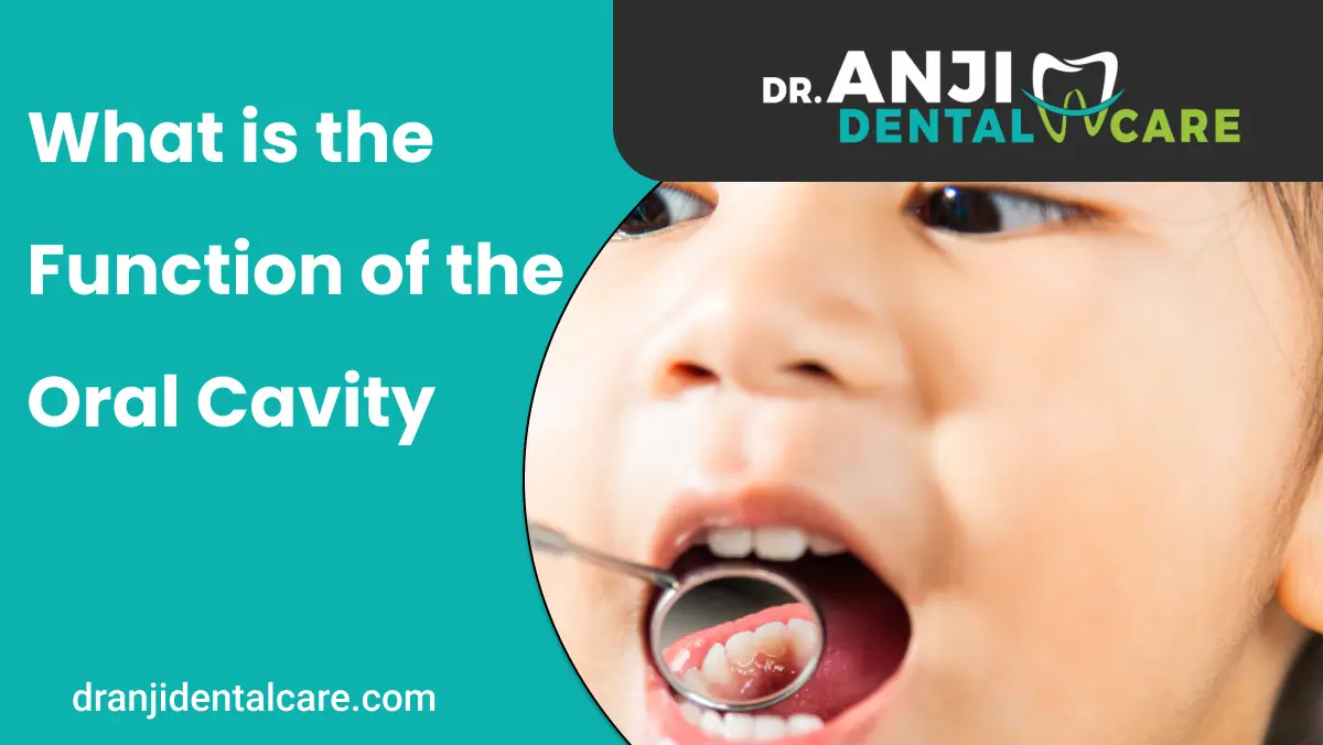 What is the Function of the Oral Cavity | Anji dental care